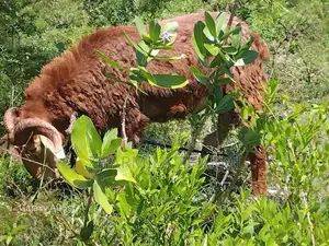 බැටලුවකු