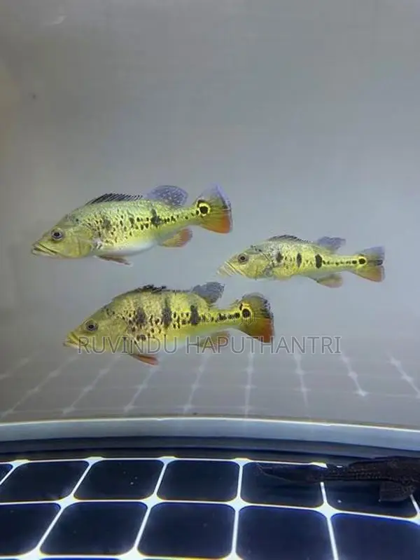 Spider Kelberi Peacock Bass
