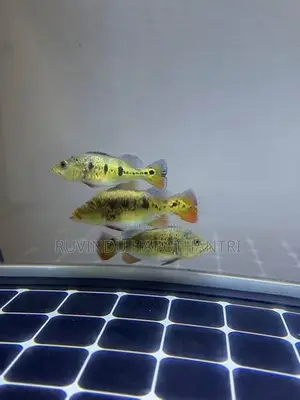Spider Kelberi Peacock Bass