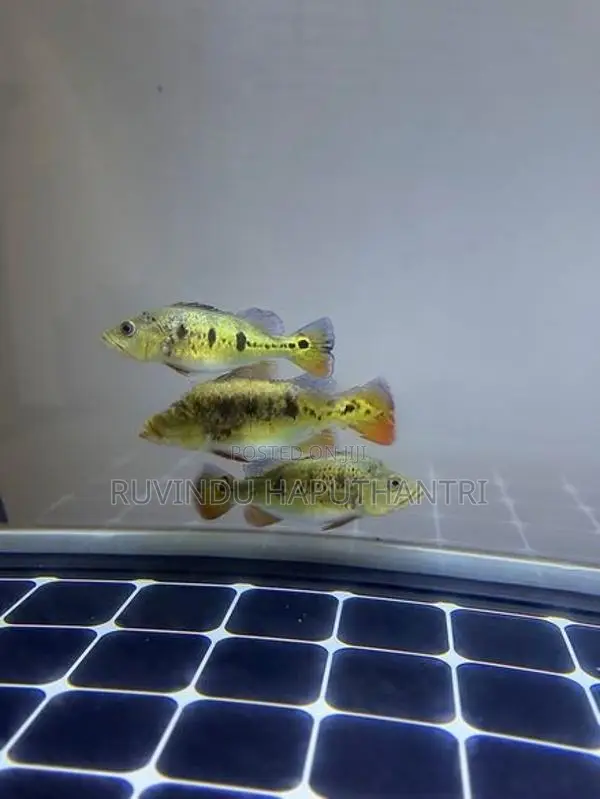 Spider Kelberi Peacock Bass