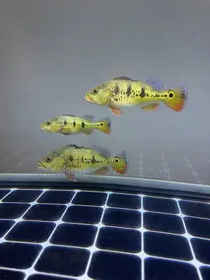 Spider Kelberi Peacock Bass