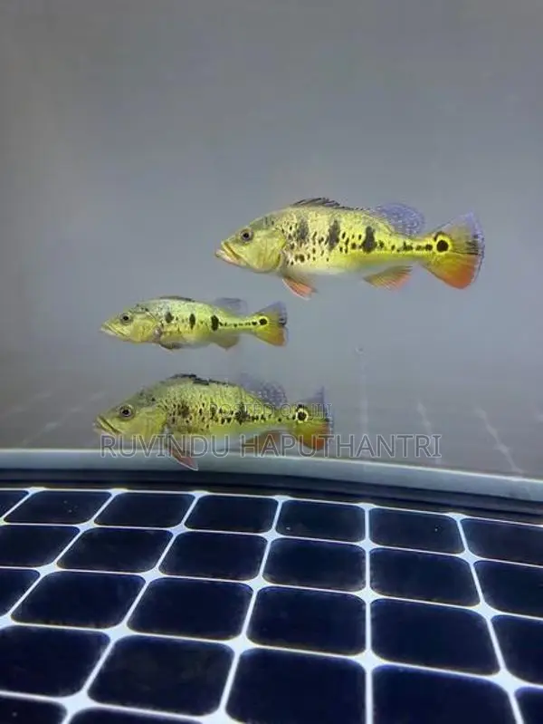 Spider Kelberi Peacock Bass