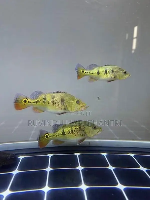 Spider Kelberi Peacock Bass