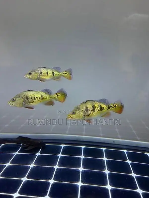 Spider Kelberi Peacock Bass