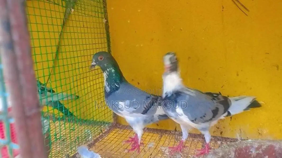 Pigeons