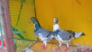 Pigeons
