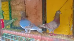 Pigeons