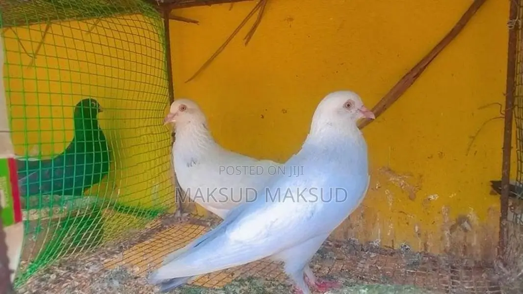Pigeons