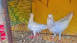 Pigeons