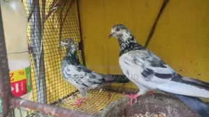 Pigeons