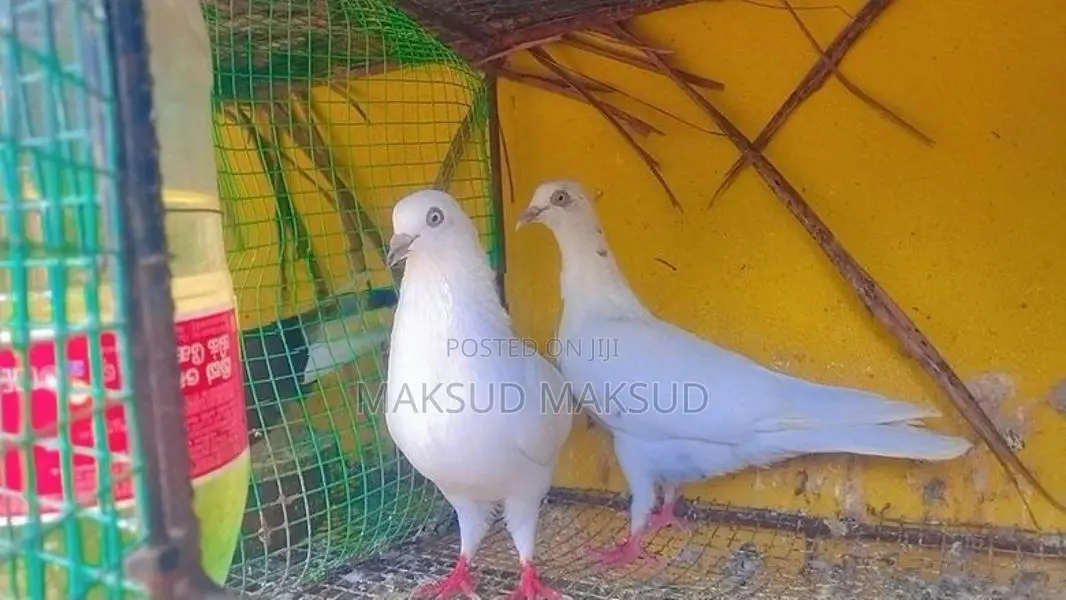 Pigeons