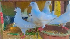 Pigeons