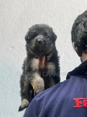 German Shepherd Puppies