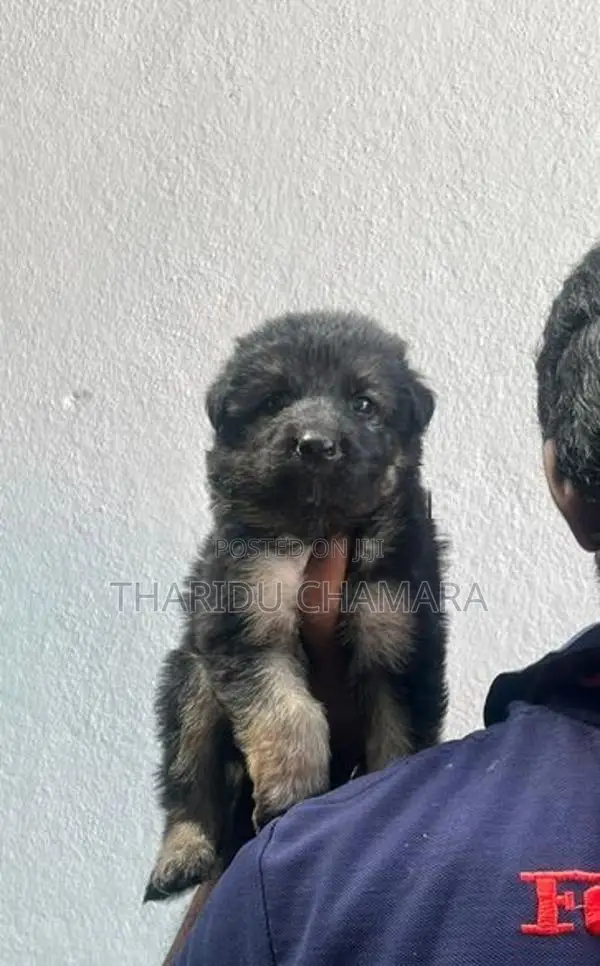 German Shepherd Puppies