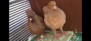 King Pigeon
