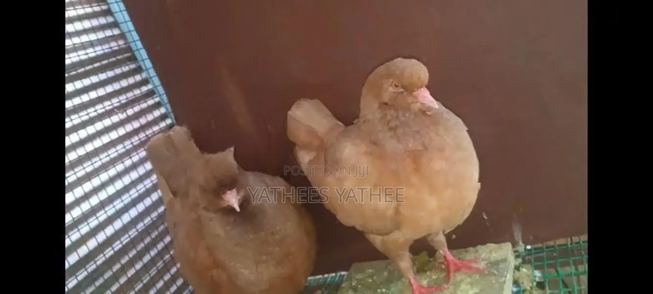 King Pigeon