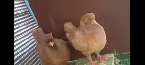 King Pigeon