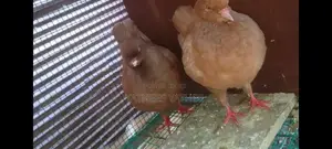 King Pigeon