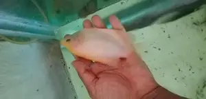 Jiamt Gourame - Fish