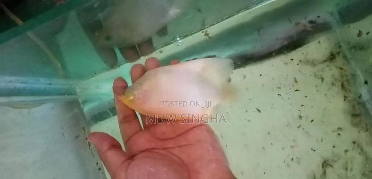 Jiamt Gourame - Fish