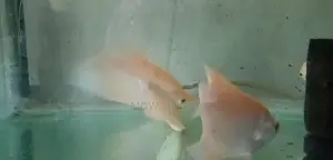 Jiamt Gourame - Fish