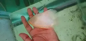 Jiamt Gourame - Fish