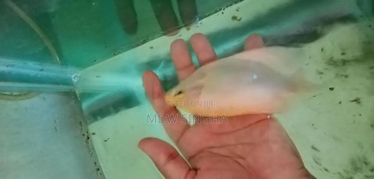 Jiamt Gourame - Fish