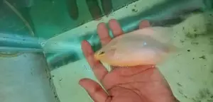 Jiamt Gourame - Fish