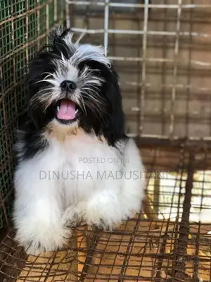 Shihtzu Puppies