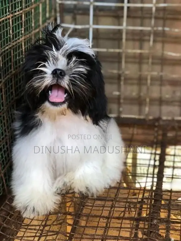 Shihtzu Puppies