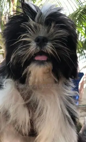 Shihtzu Puppies