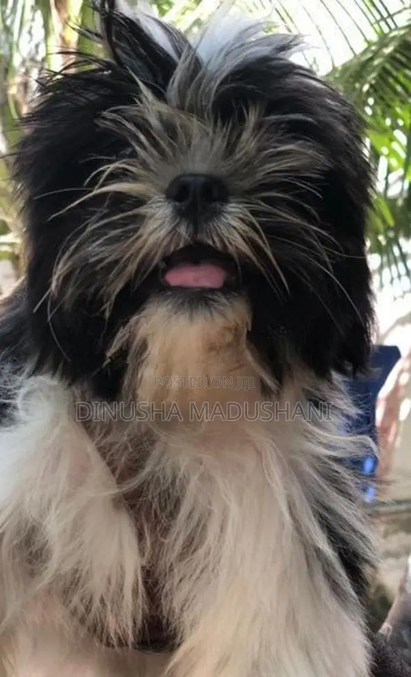 Shihtzu Puppies
