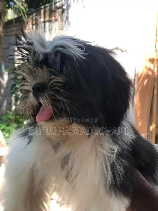 Shihtzu Puppies