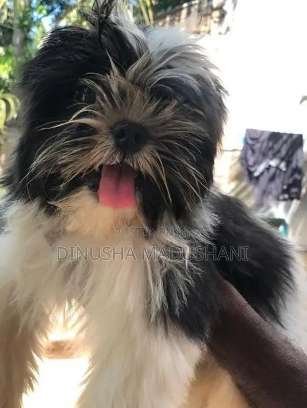 Shihtzu Puppies