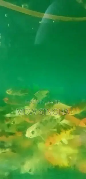 Carp Fish