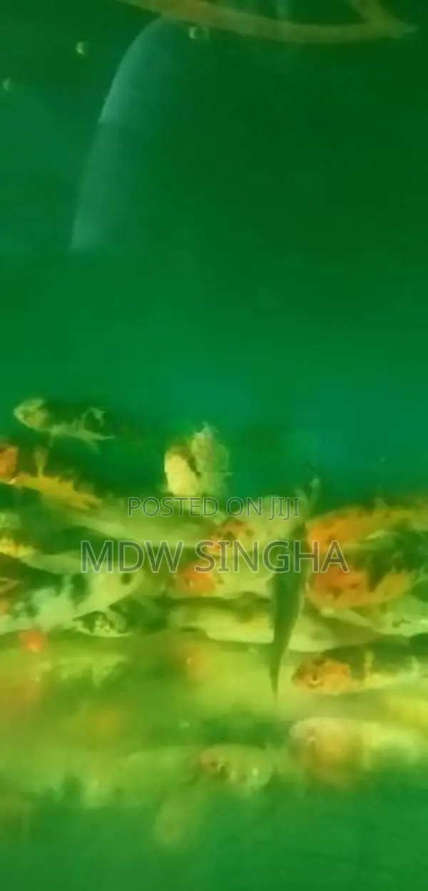 Carp Fish