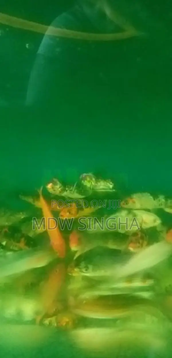 Carp Fish