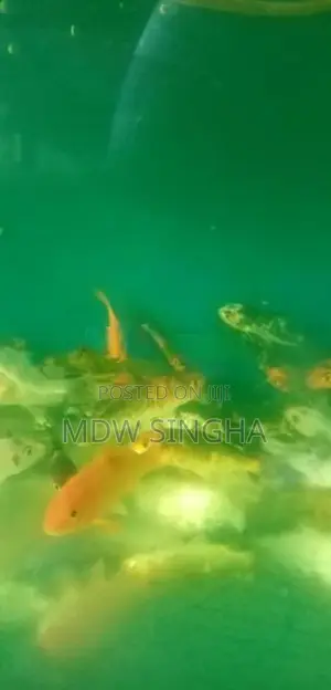 Carp Fish
