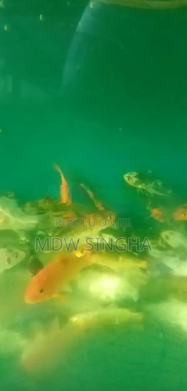 Carp Fish