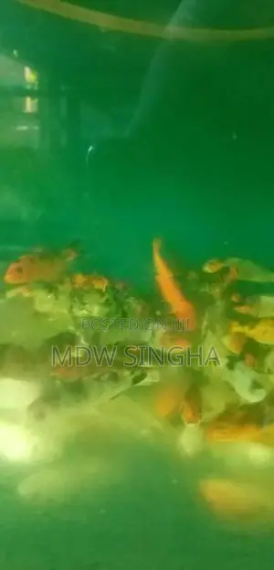Carp Fish