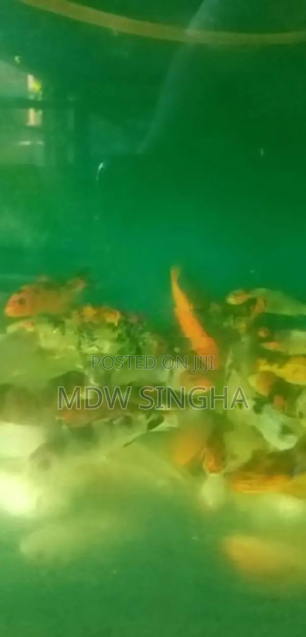 Carp Fish