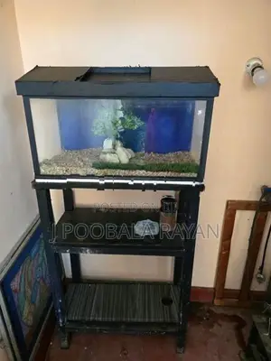 2 Feet Fish Tank