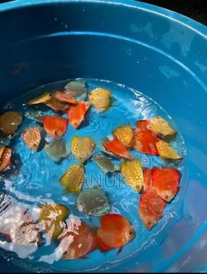 Discus Fish