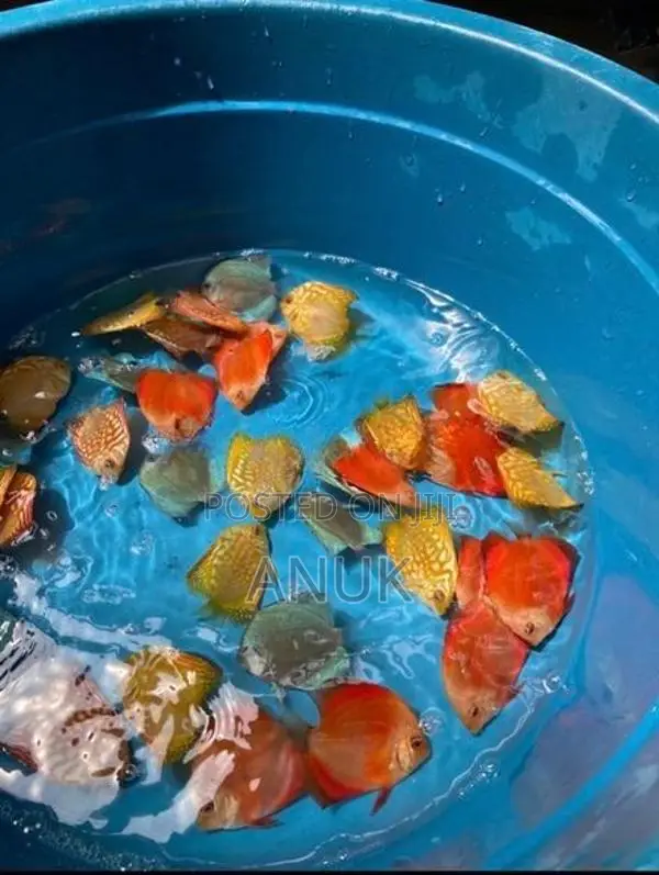 Discus Fish