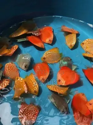 Discus Fish