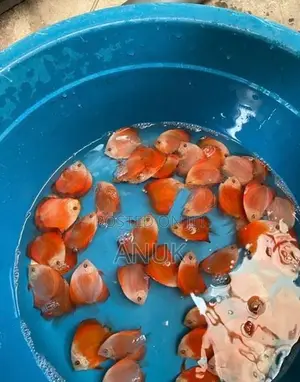 Discus Fish