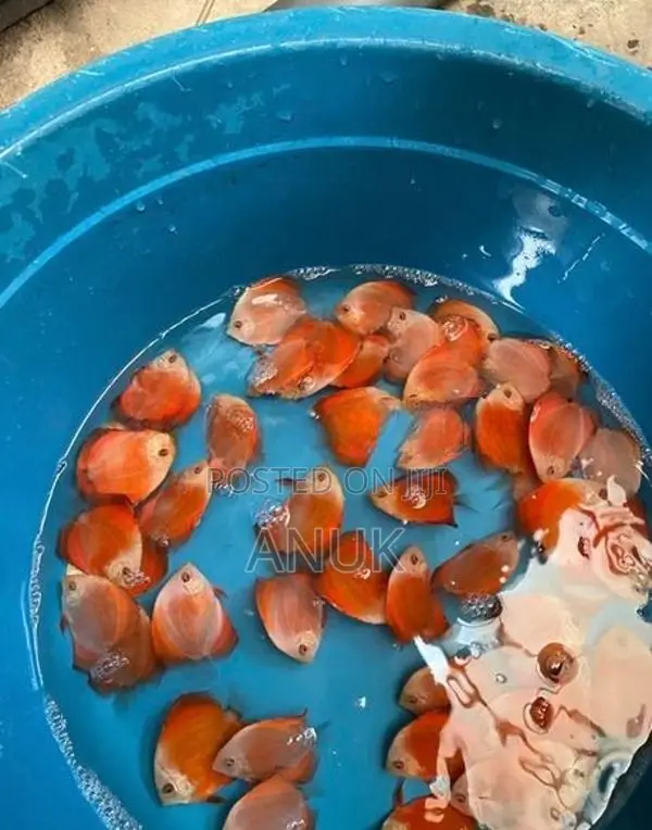 Discus Fish