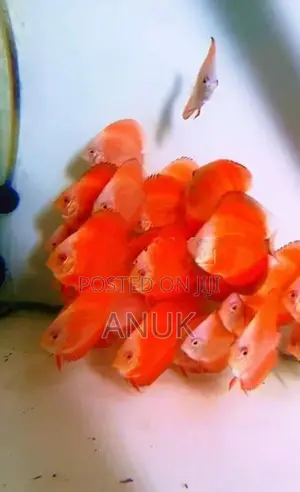 Discus Fish