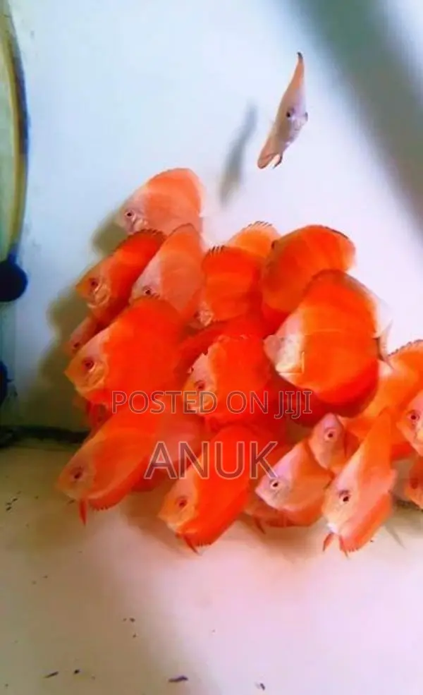 Discus Fish
