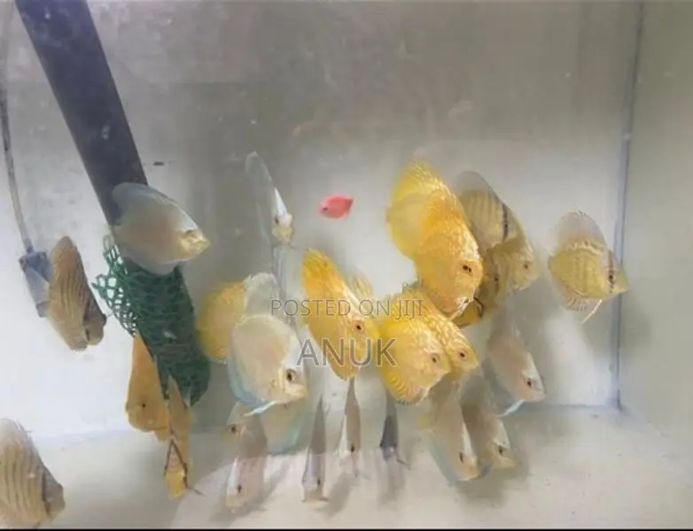 Discus Fish